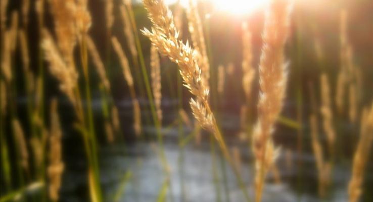 小(xiǎo)河邊的(de)水草(cǎo)在(zai)夕陽(yáng)餘光的(de)照射下的(de)朦胧PPT背景圖片